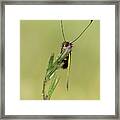 Libelloides Coccajus #4 Framed Print