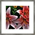 Lilies #1 Framed Print