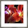 Lilly 001 #1 Framed Print