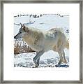Lone White Wolf Framed Print