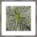 Look Up #1 Framed Print