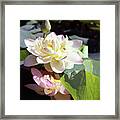 Lotus In Bloom #2 Framed Print