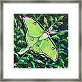 Luna Moth #1 Framed Print