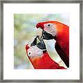 Macaws #1 Framed Print