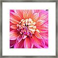 Magenta Dahlia #1 Framed Print