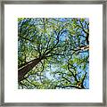 Majestic Cypress Trees Framed Print