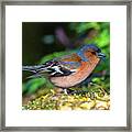 Male Common Chaffinch Bird, Fringilla Coelebs #1 Framed Print