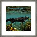 Marine Iguana Amblyrhynchus Cristatus #1 Framed Print