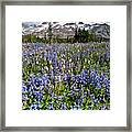 Meadow Of Lupine Near Mount Rainier #1 Framed Print