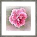 Miniature Rose Ii #1 Framed Print