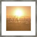 Morning Sun Framed Print