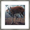 Mother And Fawn #1 Framed Print