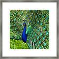 Mr. Peacock #1 Framed Print