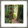 Muir Woods #1 Framed Print