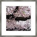 桜の雨🌸

#kyoto #japan #1 Framed Print