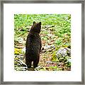 One Year Old Brown Bear In Slovenia #1 Framed Print