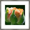 Orange Ranunculus #5 Framed Print