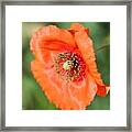 Orange Wild Flanders Poppy #4 Framed Print