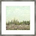 Orchard Of Apple Blossoming Tees #1 Framed Print
