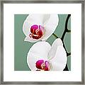 Orchid-2-st Lucia #1 Framed Print