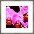 Orchids  #1 Framed Print