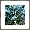 Organic Italian Kale #1 Framed Print