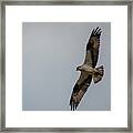 Osprey In Flight #1 Framed Print