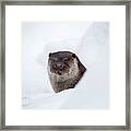 Otter In Winter #1 Framed Print