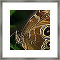 Owl Buttterfly #1 Framed Print