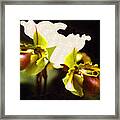 Paphiopedilum Orchid #1 Framed Print