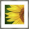 Partial Sunflower #1 Framed Print