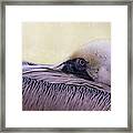 Pelican Connection 2 #1 Framed Print
