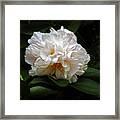 Peony Petals #1 Framed Print