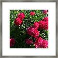 Peony #1 Framed Print