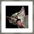 Peterbald Sphynx Cat On Black Background Framed Print