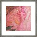 Pink Peony #1 Framed Print