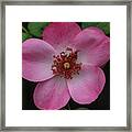 Pink Perfection #1 Framed Print