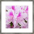 Pink Perfection Framed Print