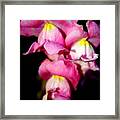 Pink Petals #1 Framed Print