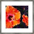 Pinkish Orange Hibiscus Framed Print