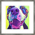 Pit Bull - Mayhem #1 Framed Print