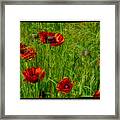 Poppies #1 Framed Print