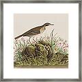 Prairie Titlark Framed Print