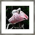 Pretty In Pink #1 Framed Print