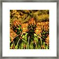 Prickly Pear Cactus #1 Framed Print