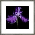 Purple Iris #1 Framed Print