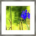 Purple Iris #1 Framed Print