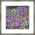 Purple Meadow #1 Framed Print