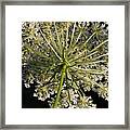 Queen Annes Lace #1 Framed Print