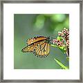 Queen Butterfly #1 Framed Print